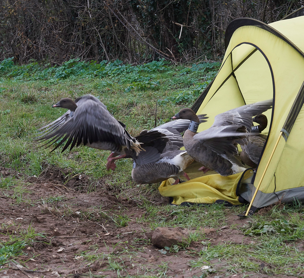 BurnhamMarket021218-37