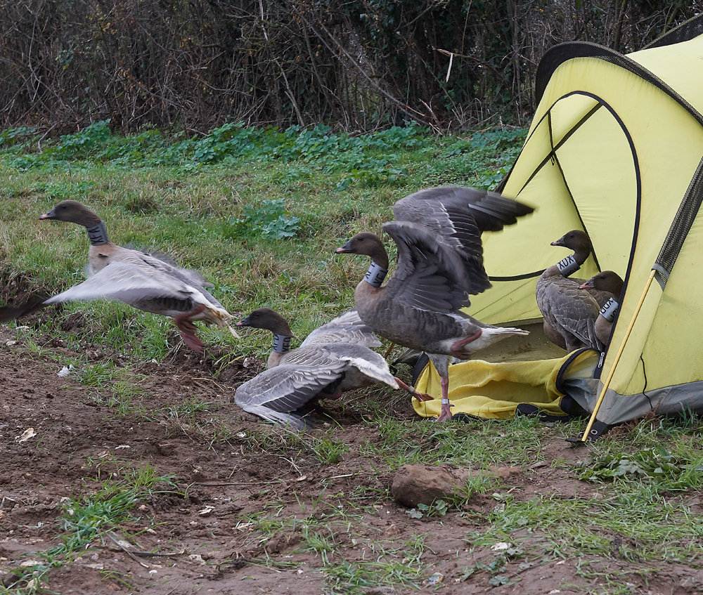 BurnhamMarket021218-38