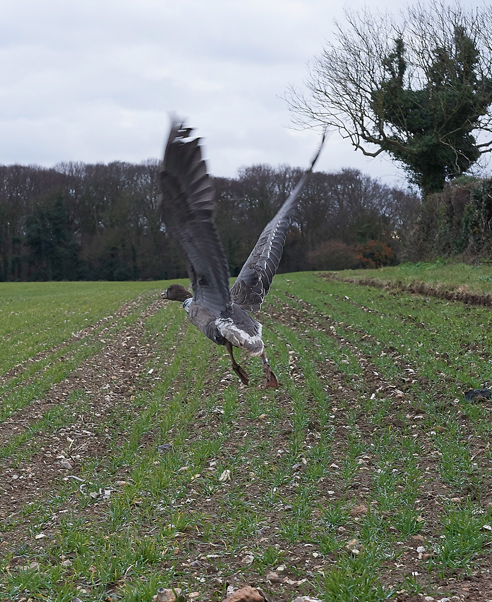 BurnhamMarket021218-41