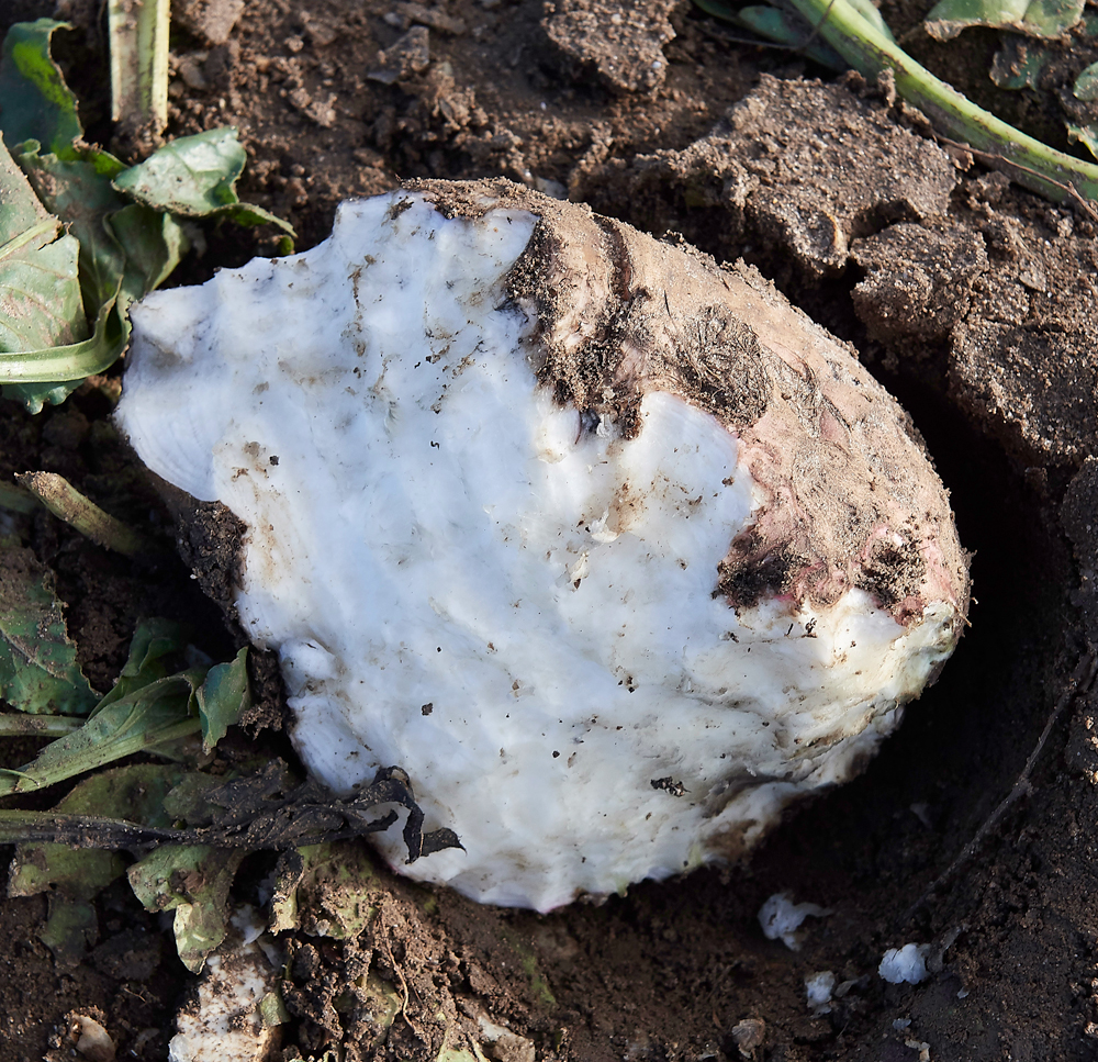 BurnhamMarket021218-48