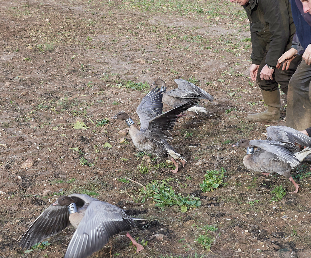 BurnhamMarket021218-55