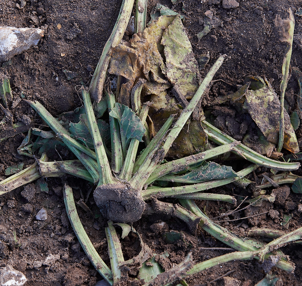 BurnhamMarket021218-58