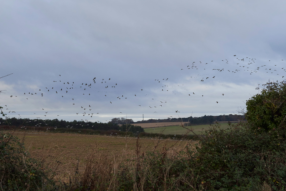 BurnhamMarket021218-6