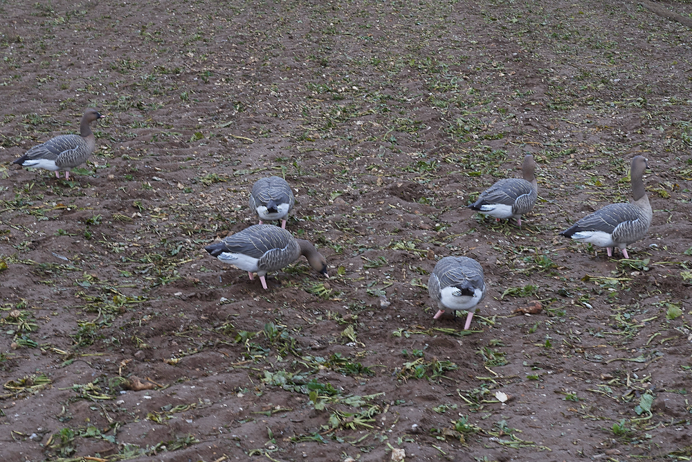 BurnhamMarket021218-7