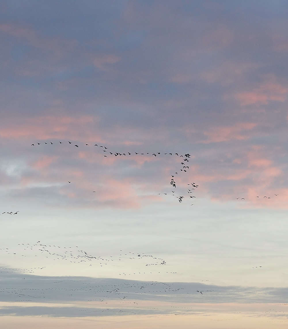 BurnhamMarketPinkfeet011218-1