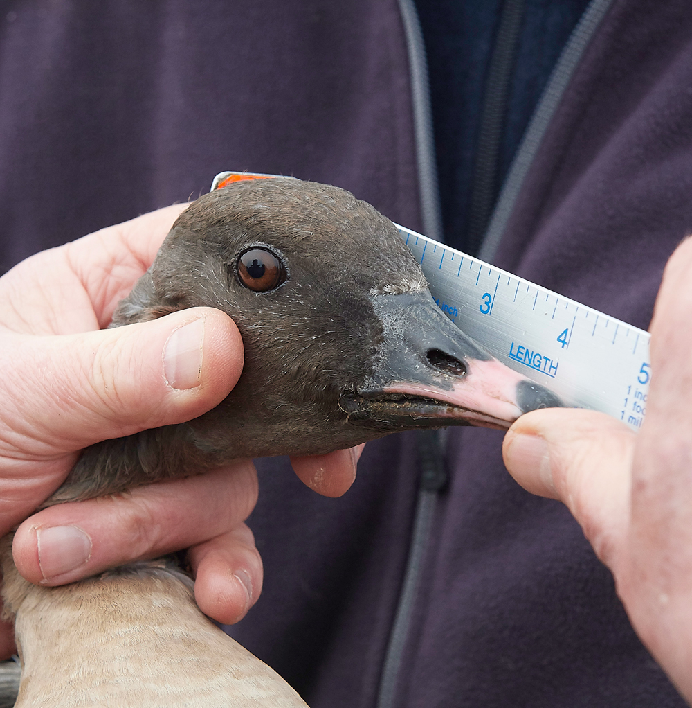 BurnhamMarketPinkfeet011218-12