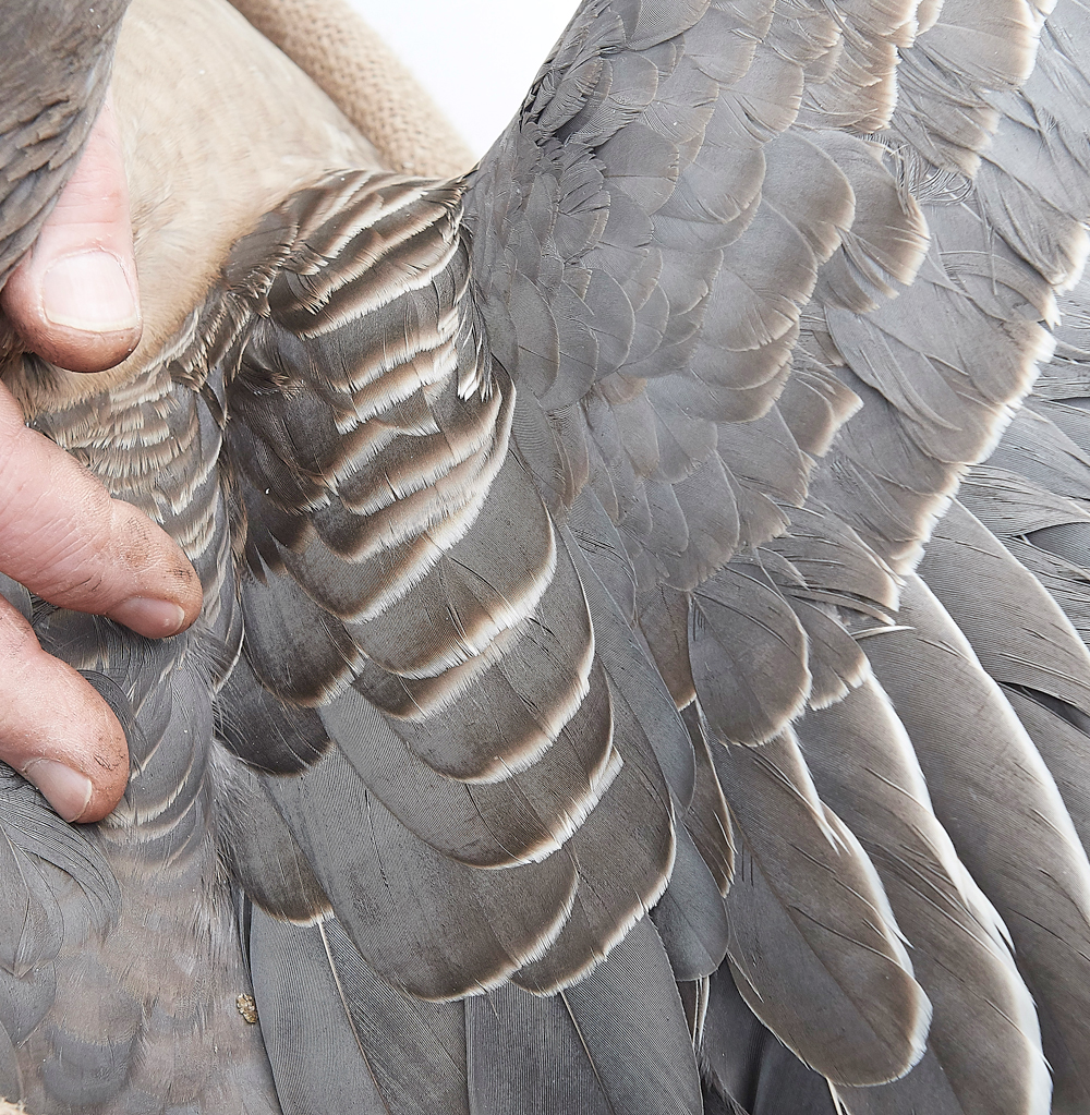 BurnhamMarketPinkfeet011218-14