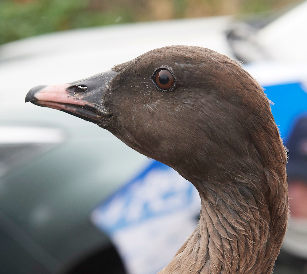 BurnhamMarketPinkfeet011218-16