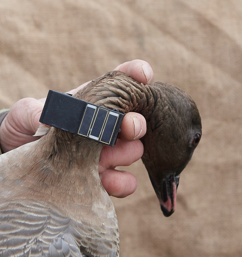 BurnhamMarketPinkfeet011218-19