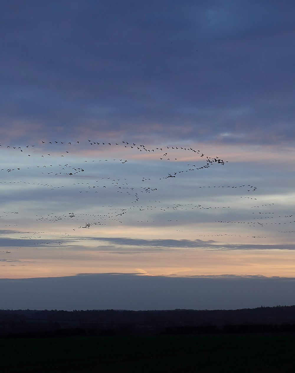 BurnhamMarketPinkfeet011218-2