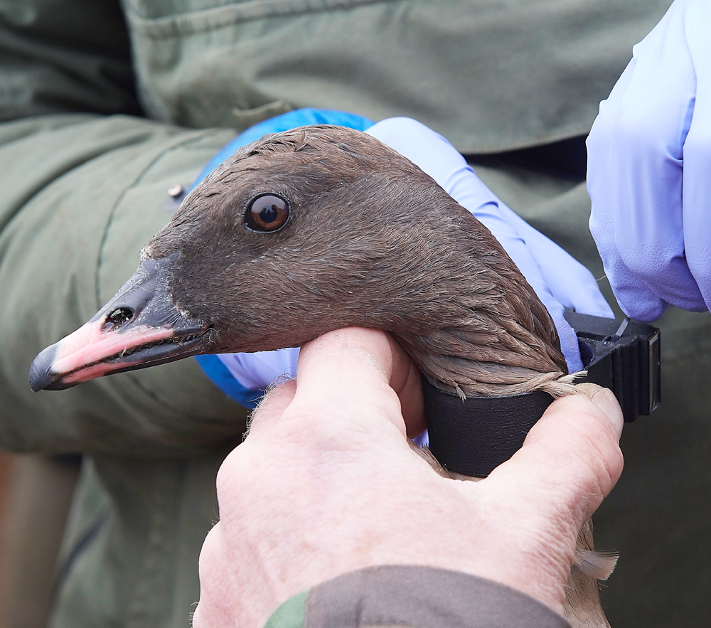 BurnhamMarketPinkfeet011218-20