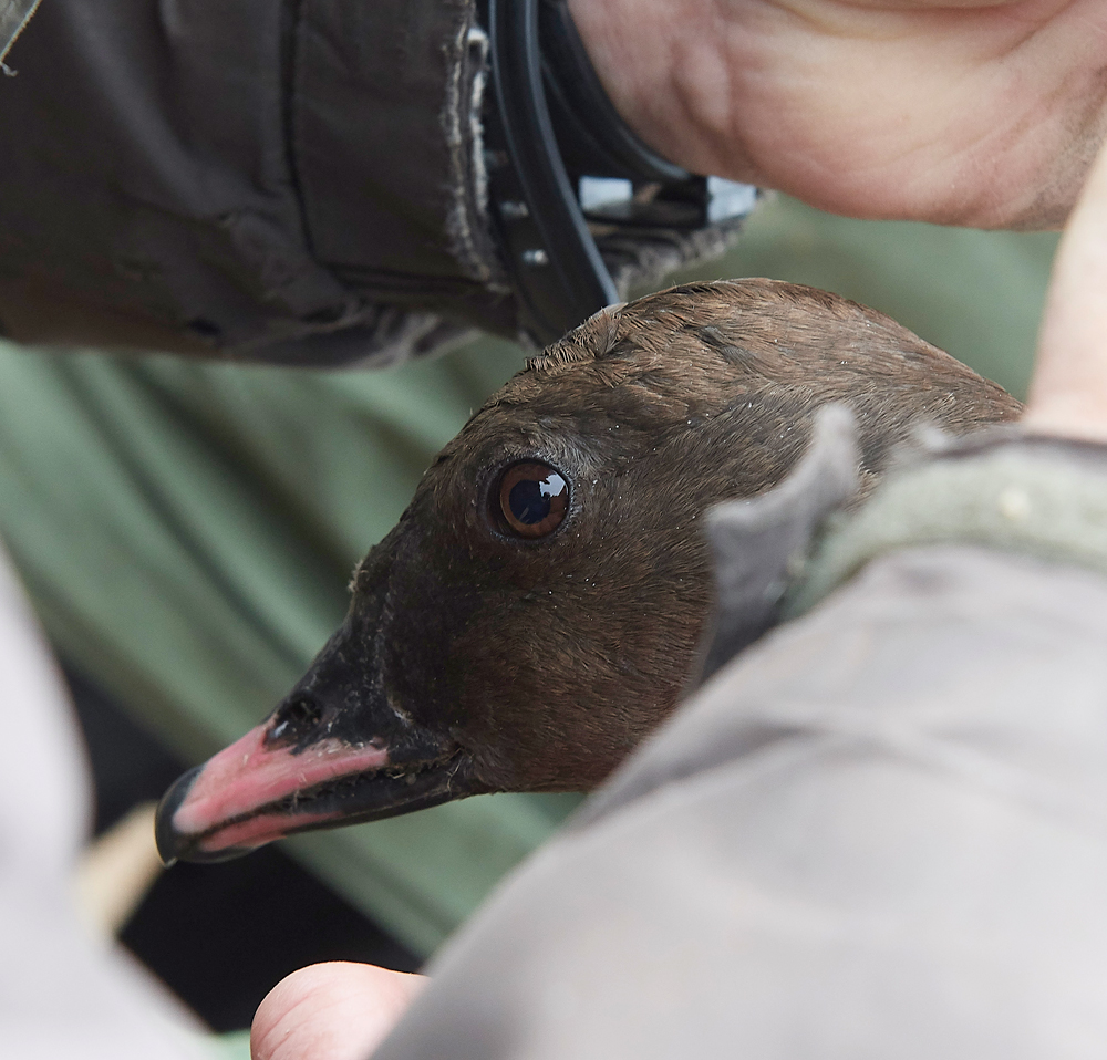 BurnhamMarketPinkfeet011218-21