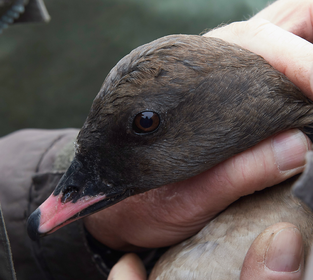 BurnhamMarketPinkfeet011218-22