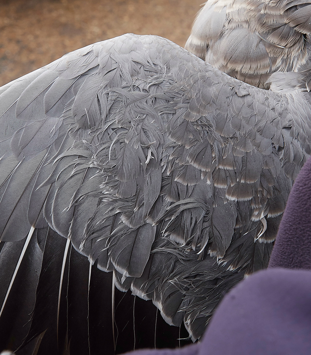 BurnhamMarketPinkfeet011218-24