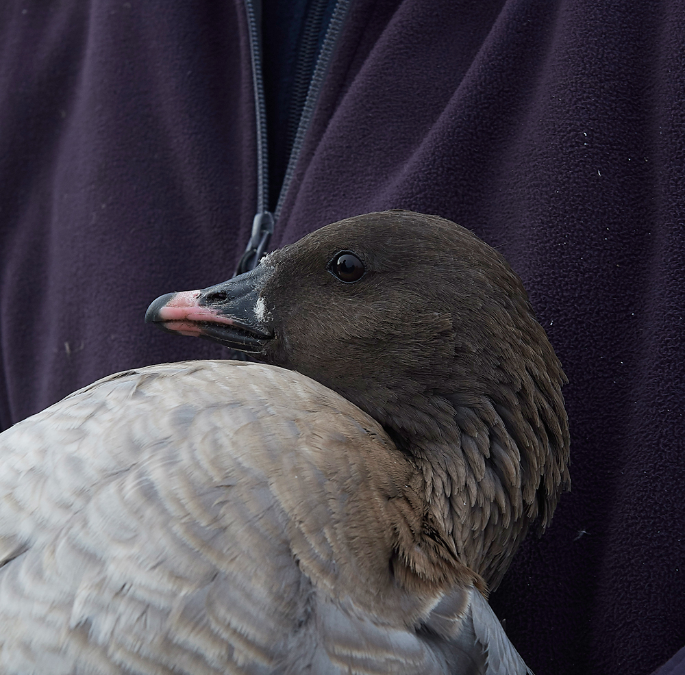BurnhamMarketPinkfeet011218-25
