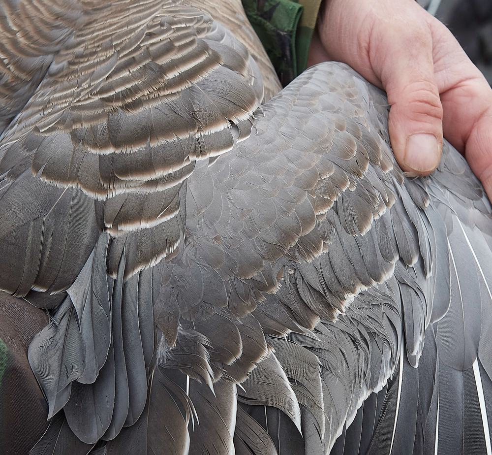 BurnhamMarketPinkfeet011218-29