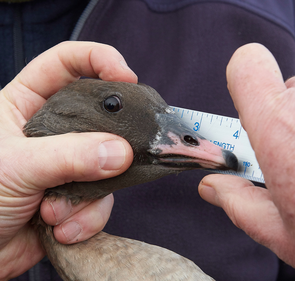 BurnhamMarketPinkfeet011218-30