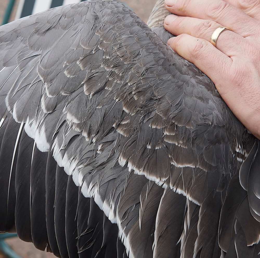 BurnhamMarketPinkfeet011218-31