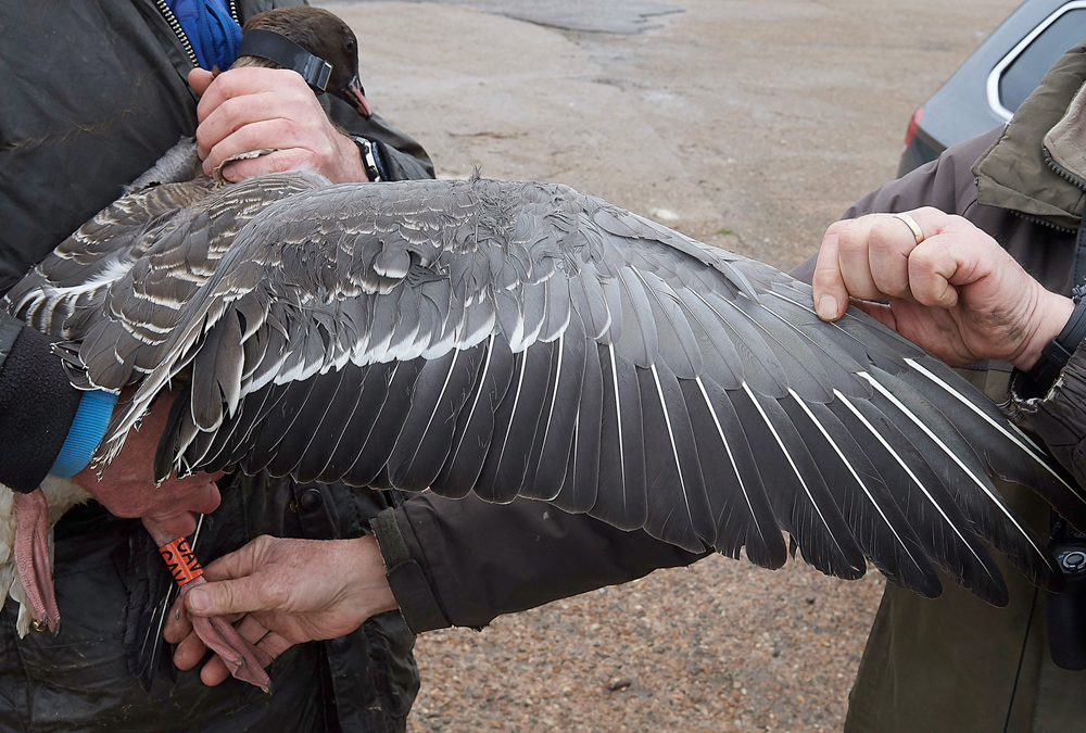 BurnhamMarketPinkfeet011218-34