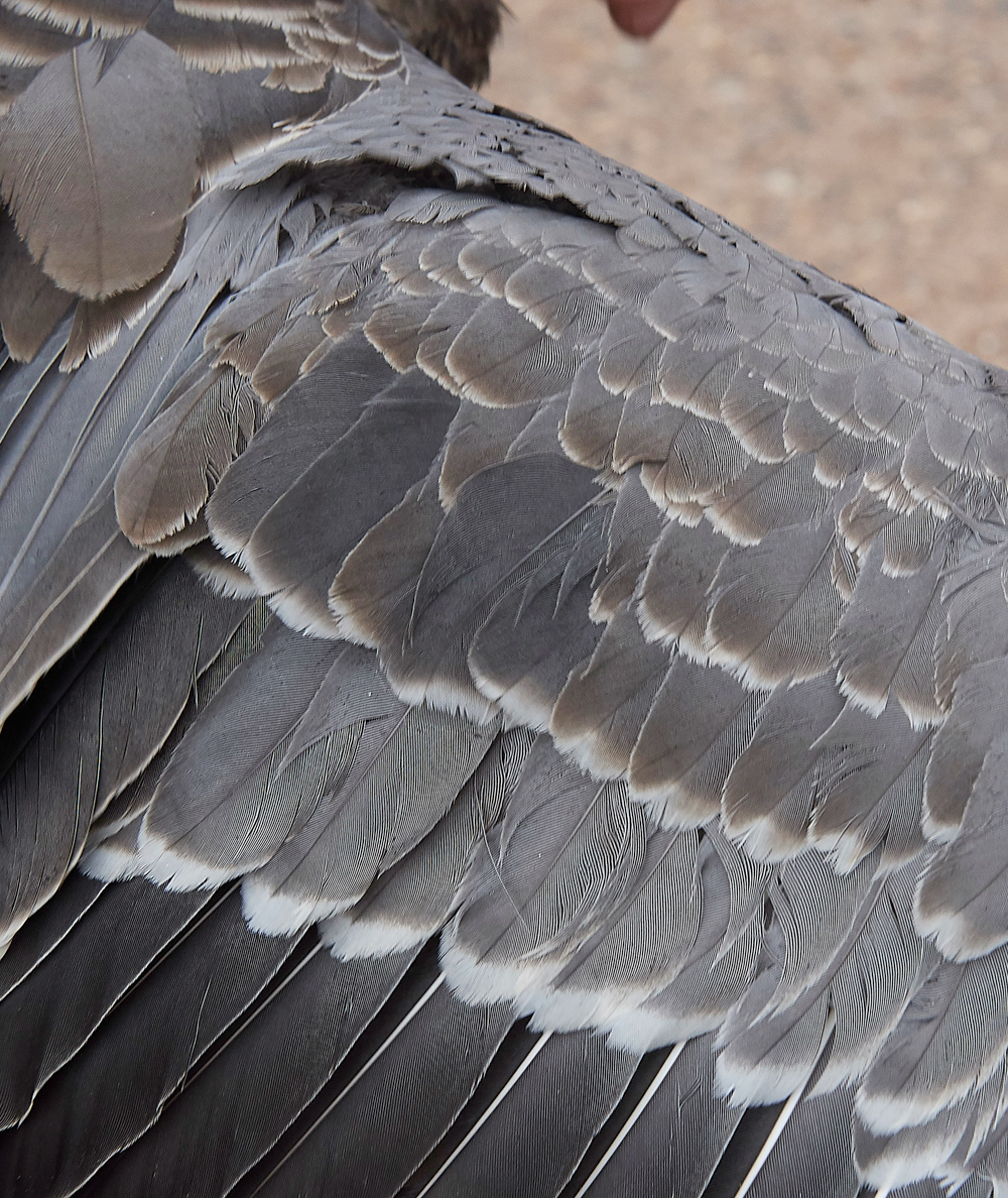 BurnhamMarketPinkfeet011218-35