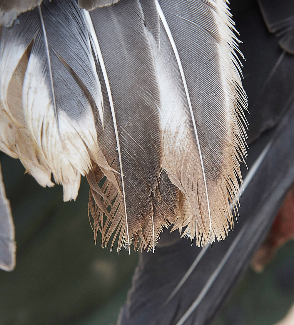 BurnhamMarketPinkfeet011218-38