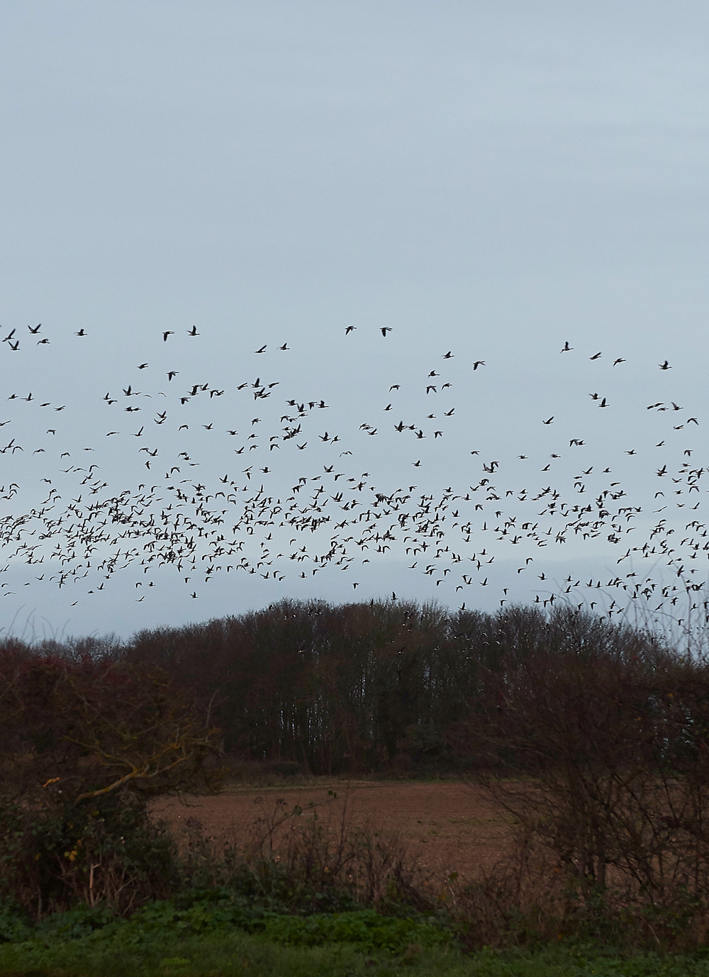 BurnhamMarketPinkfeet011218-4
