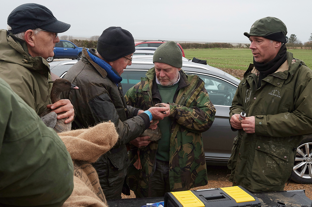 BurnhamMarketPinkfeet011218-42