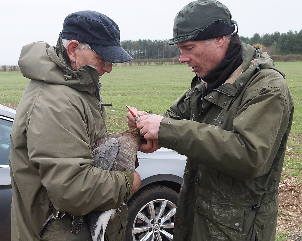 BurnhamMarketPinkfeet011218-43