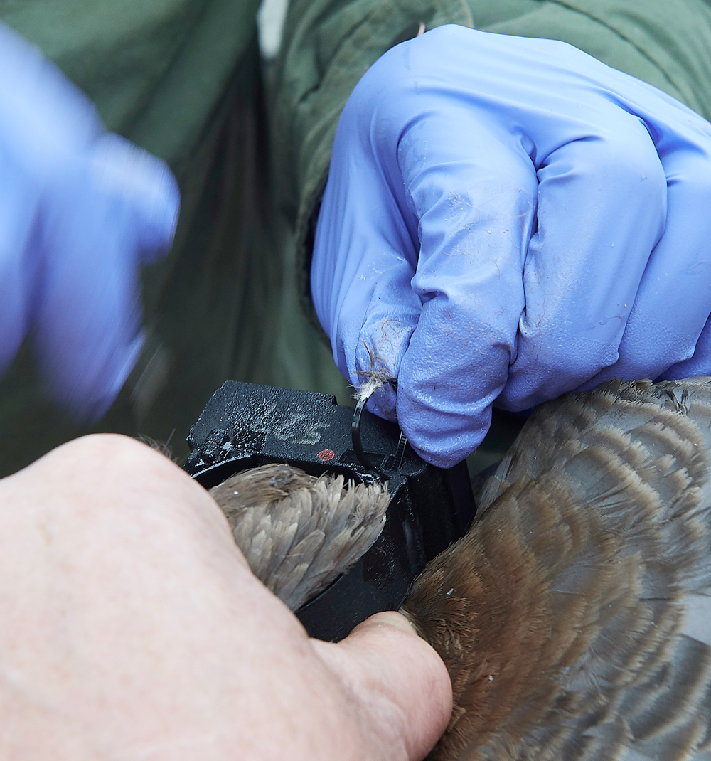 BurnhamMarketPinkfeet011218-47