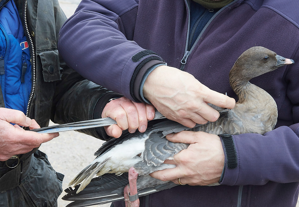 BurnhamMarketPinkfeet011218-49