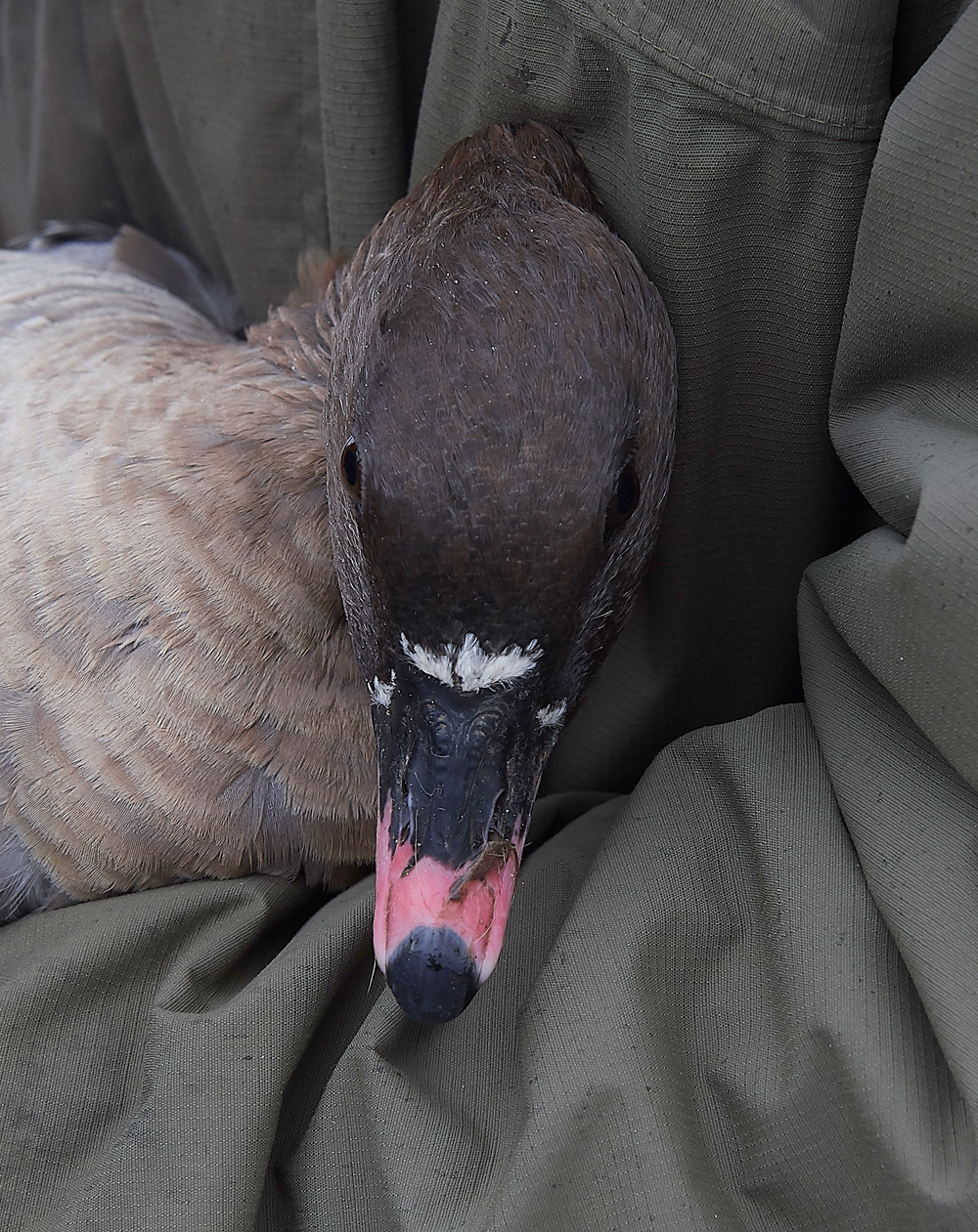 BurnhamMarketPinkfeet011218-52