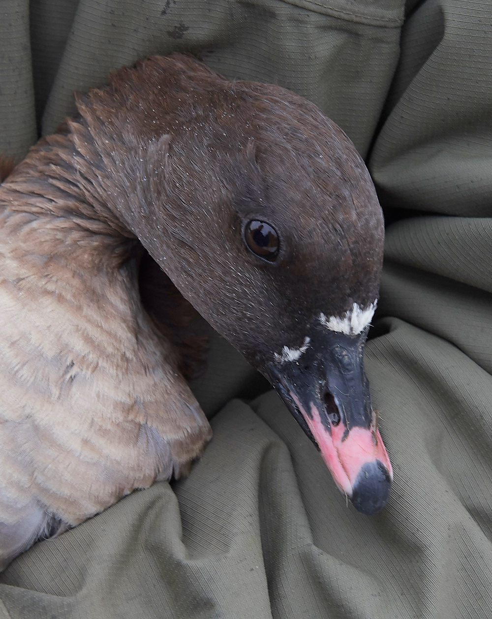 BurnhamMarketPinkfeet011218-53