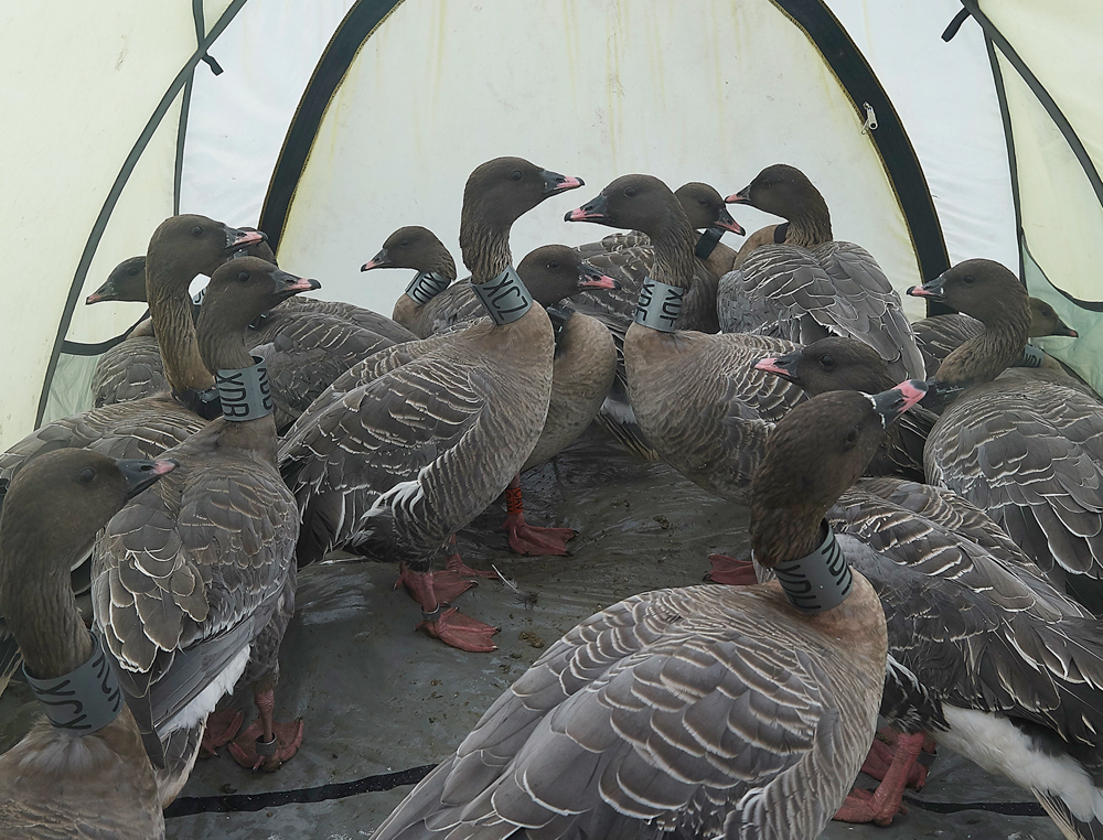 BurnhamMarketPinkfeet011218-57