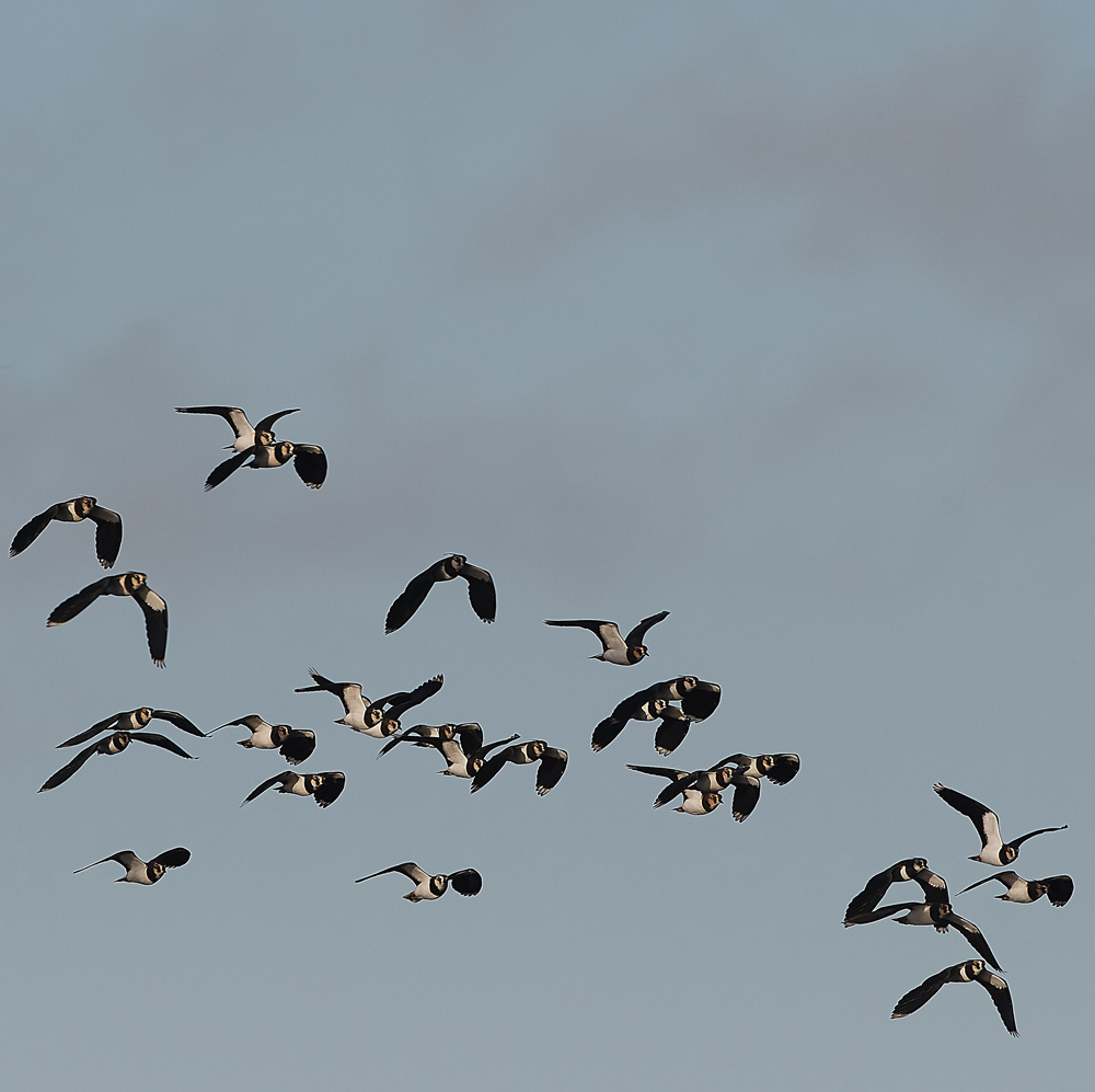 CleyLapwing121118-1