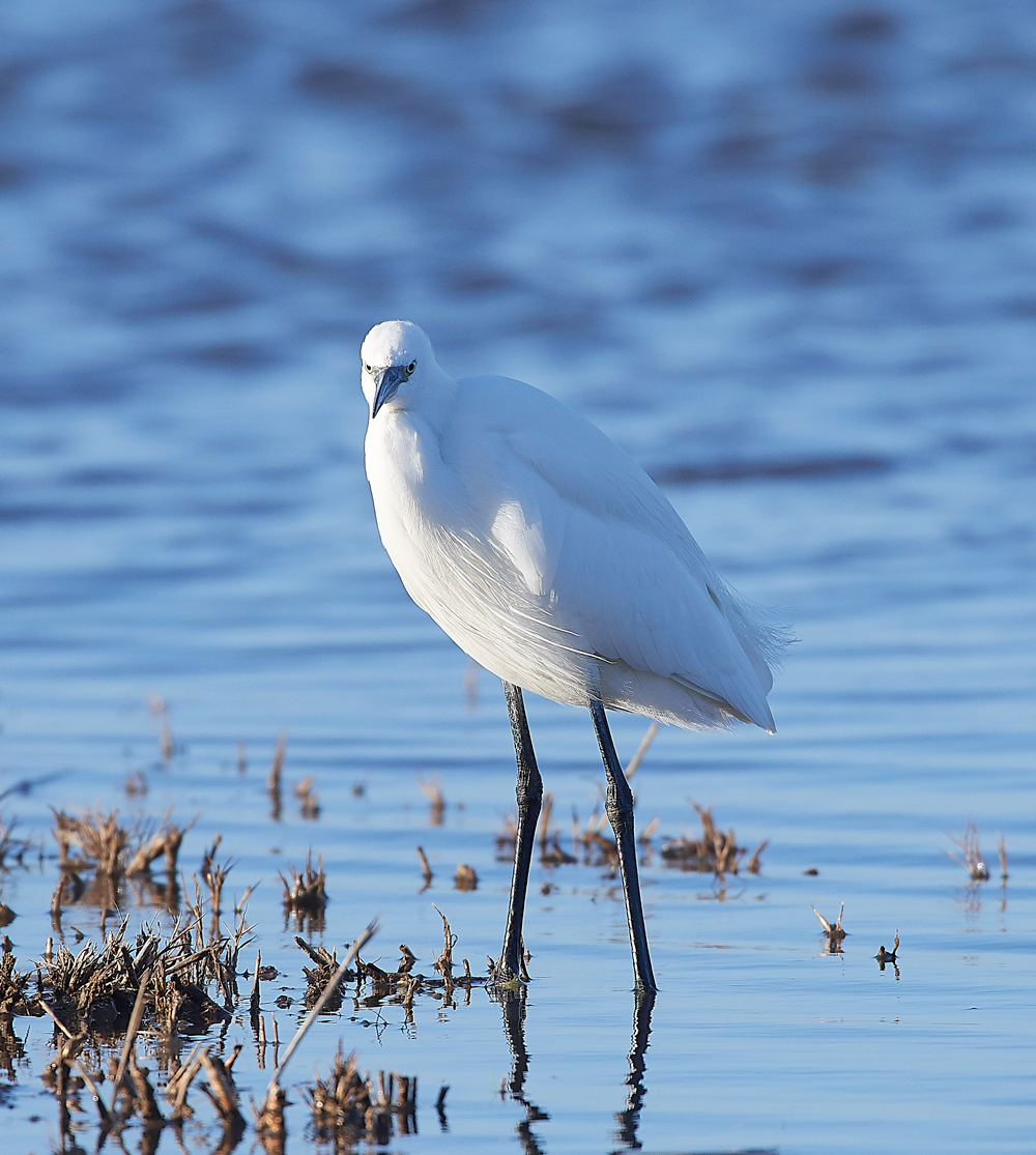 CleyLittleEgret301118-1