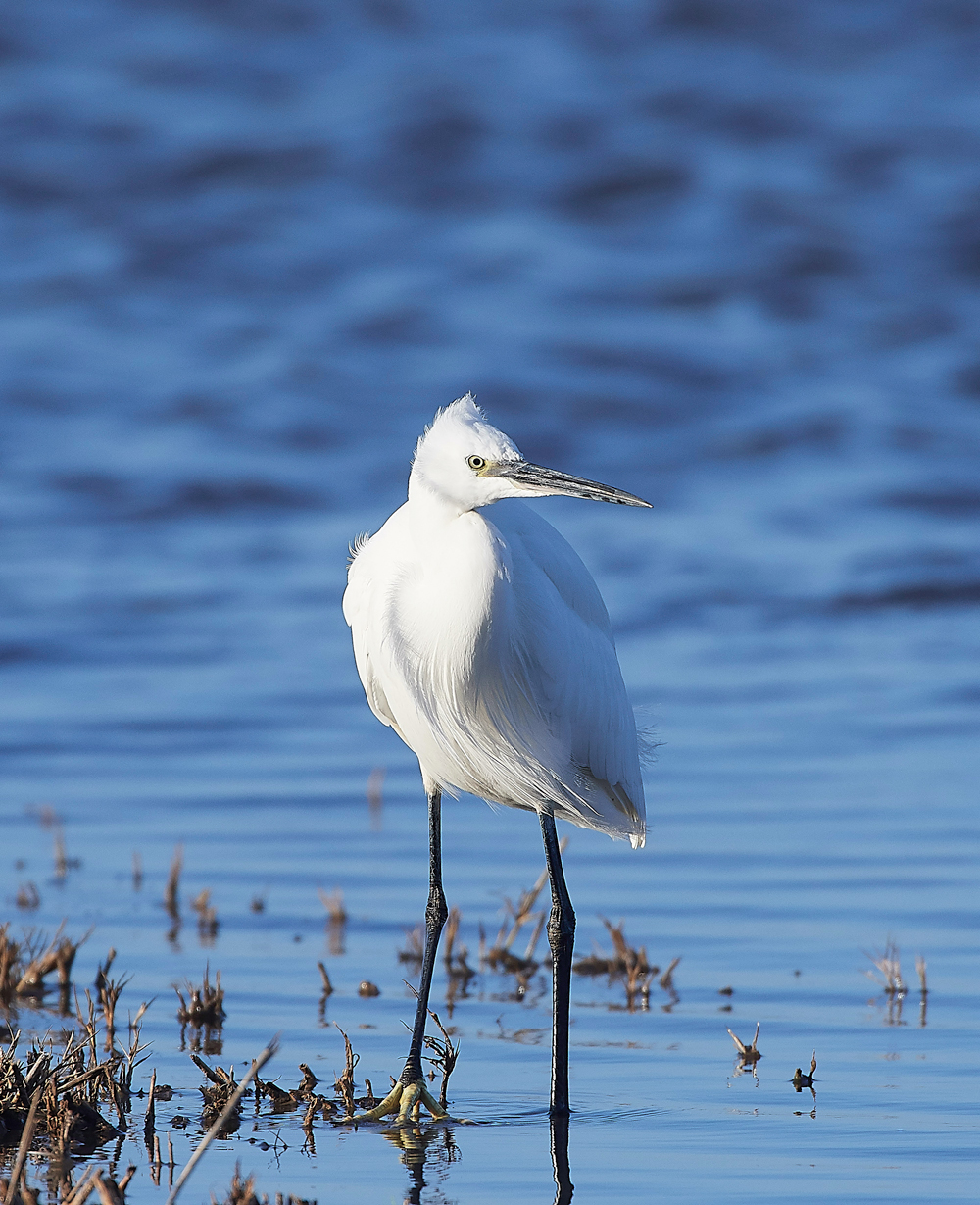 CleyLittleEgret301118-2