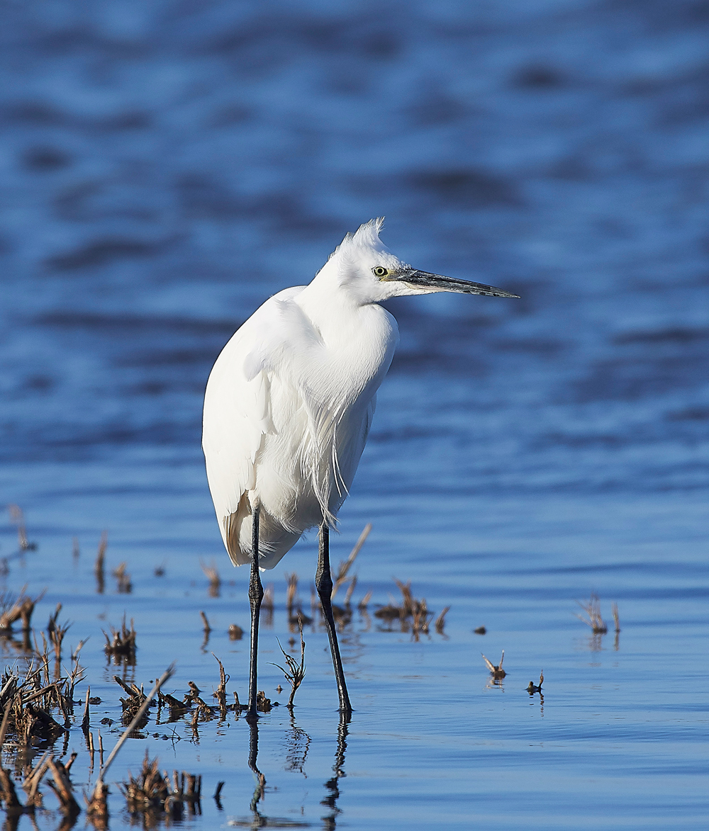 CleyLittleEgret301118-3