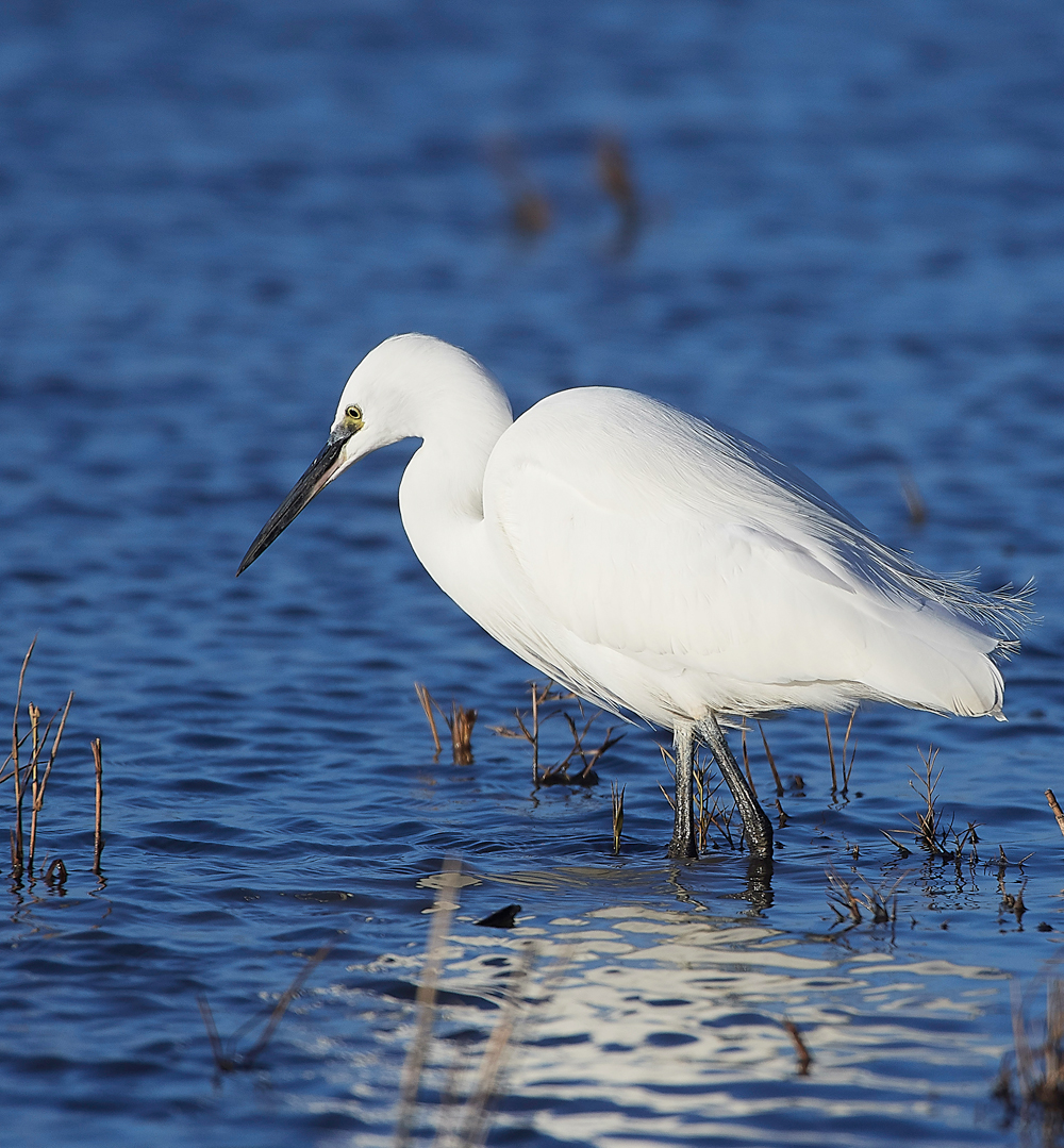 CleyLittleEgret301118-4