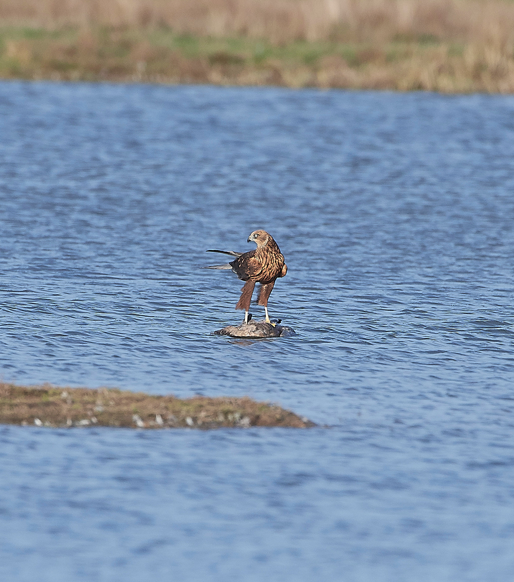 CleyMarshHarrier061118-1