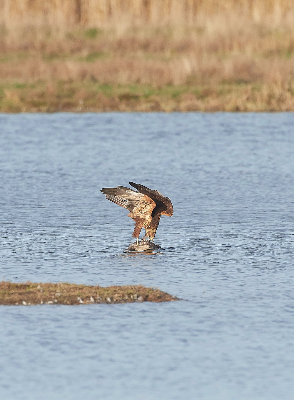 CleyMarshHarrier061118-3