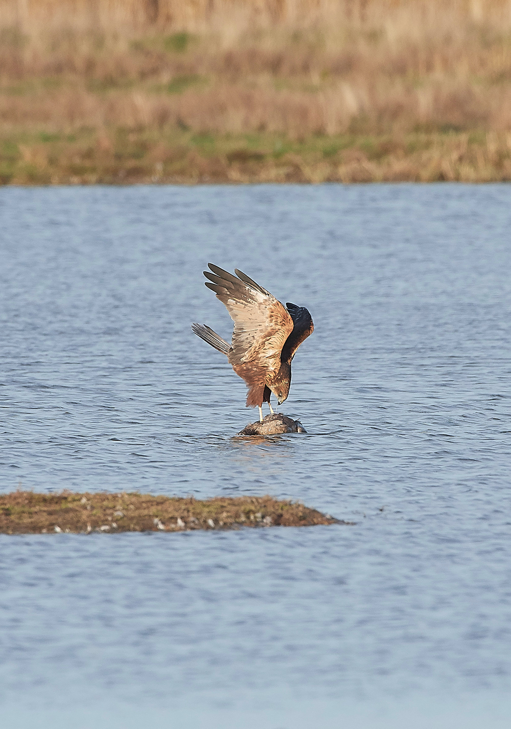 CleyMarshHarrier061118-4