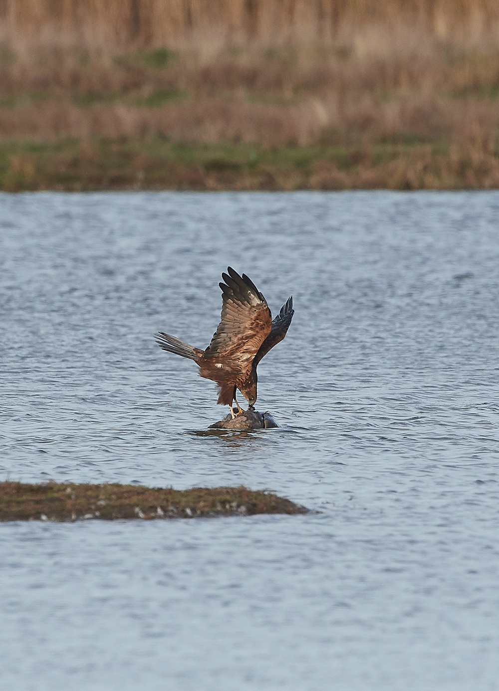 CleyMarshHarrier061118-5