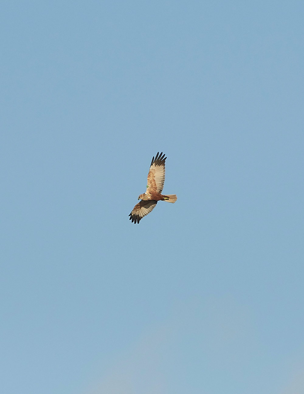 CleyMarshHarrier121118-1