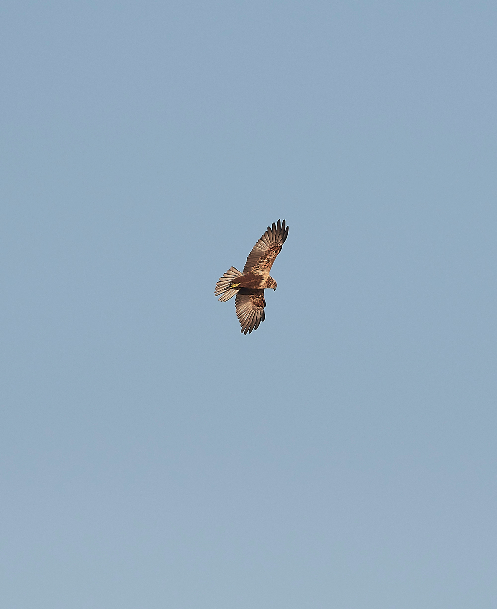 CleyMarshHarrier301118-1