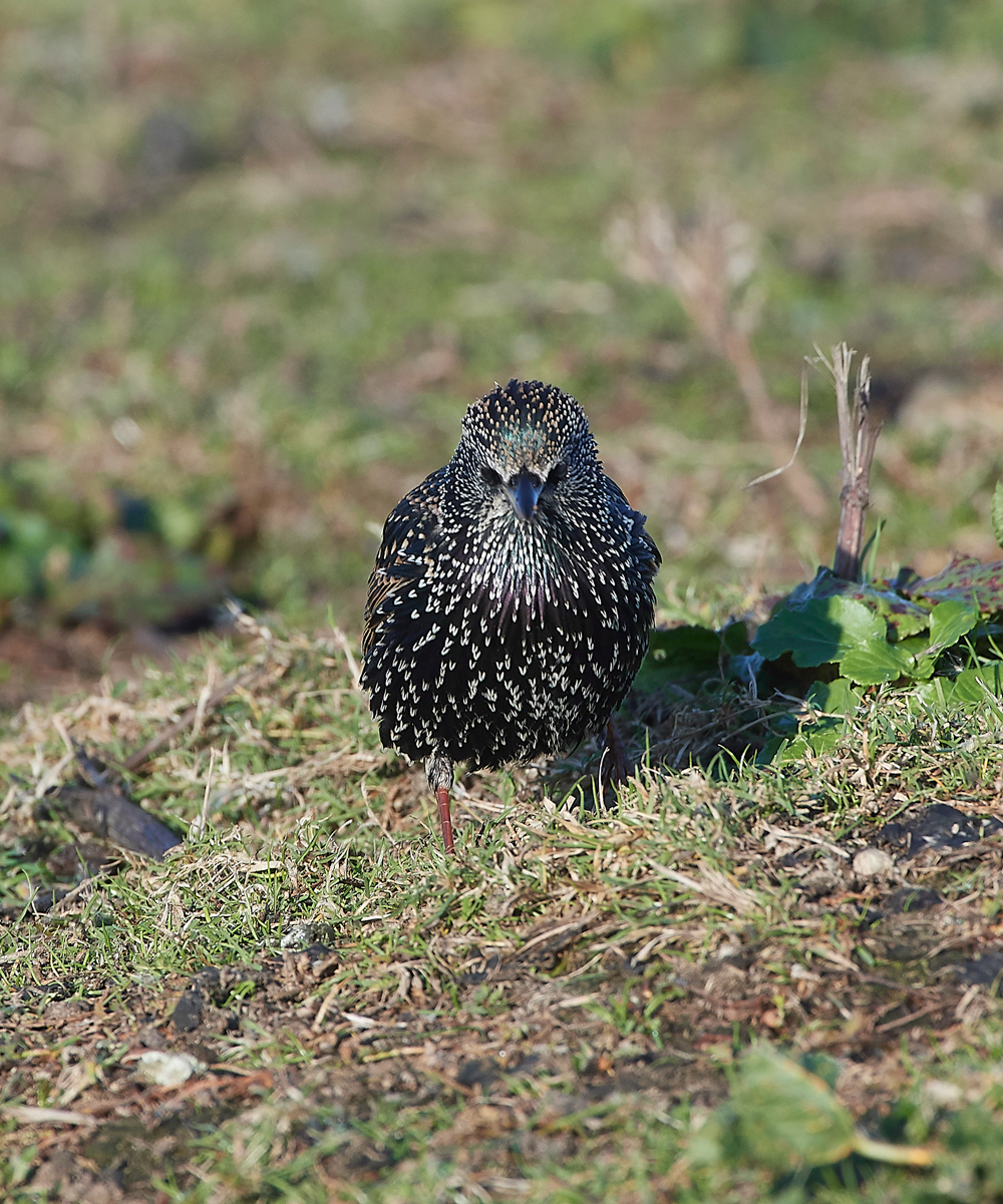 CleyStarling181118-1
