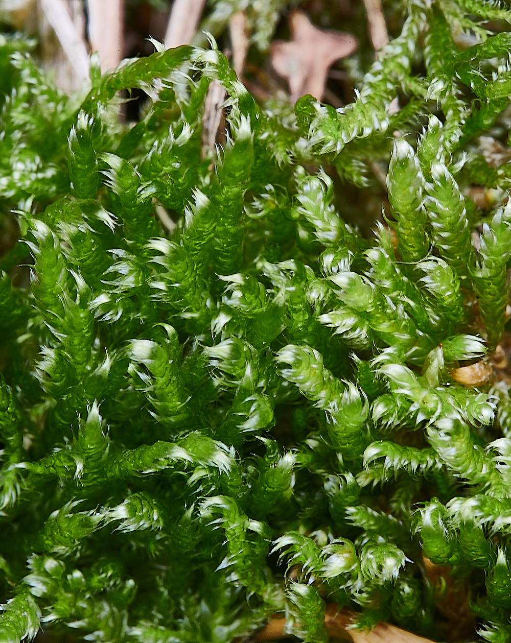 EastWinchHjutlandicum171021-1