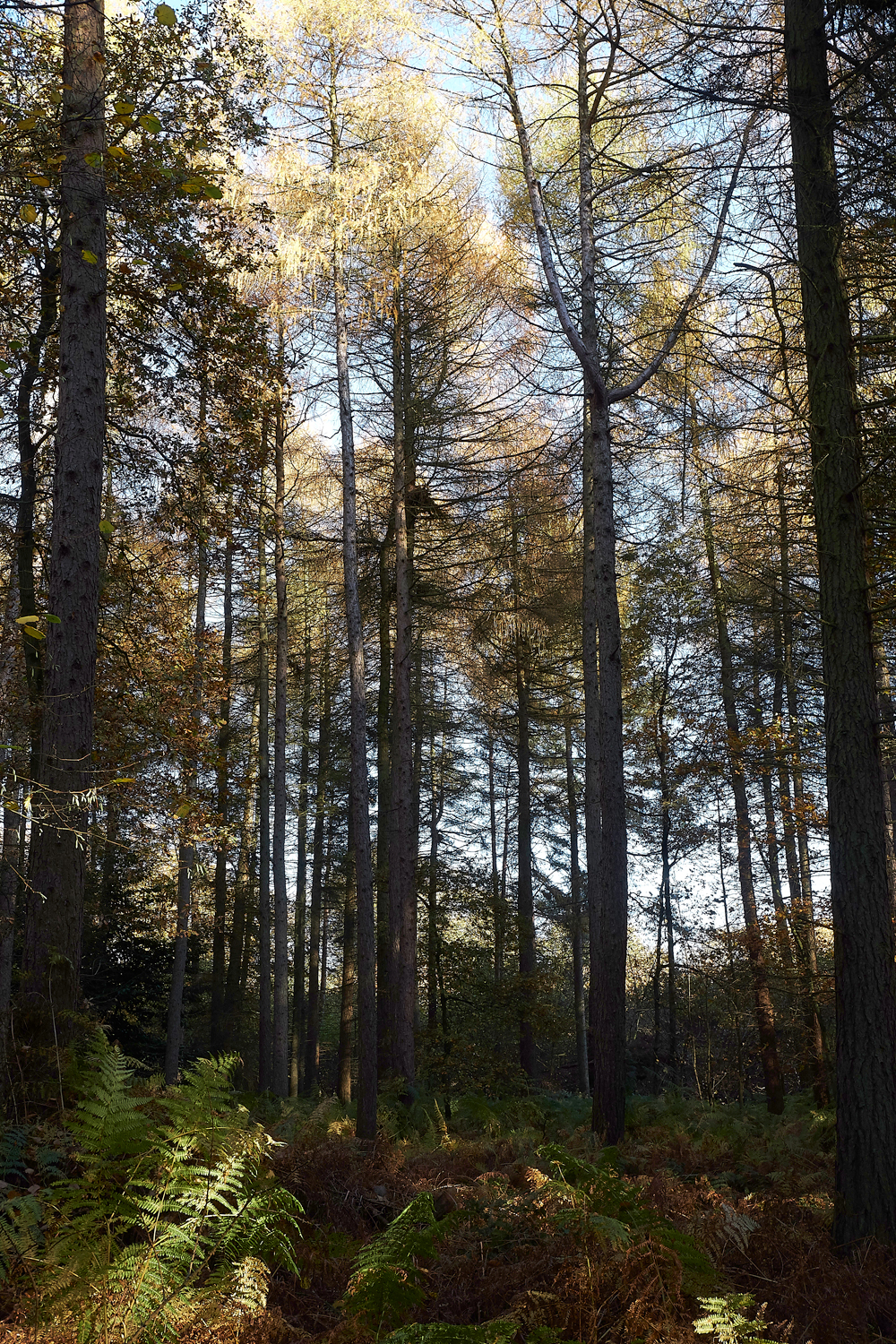 Guybon'sWood171118-1