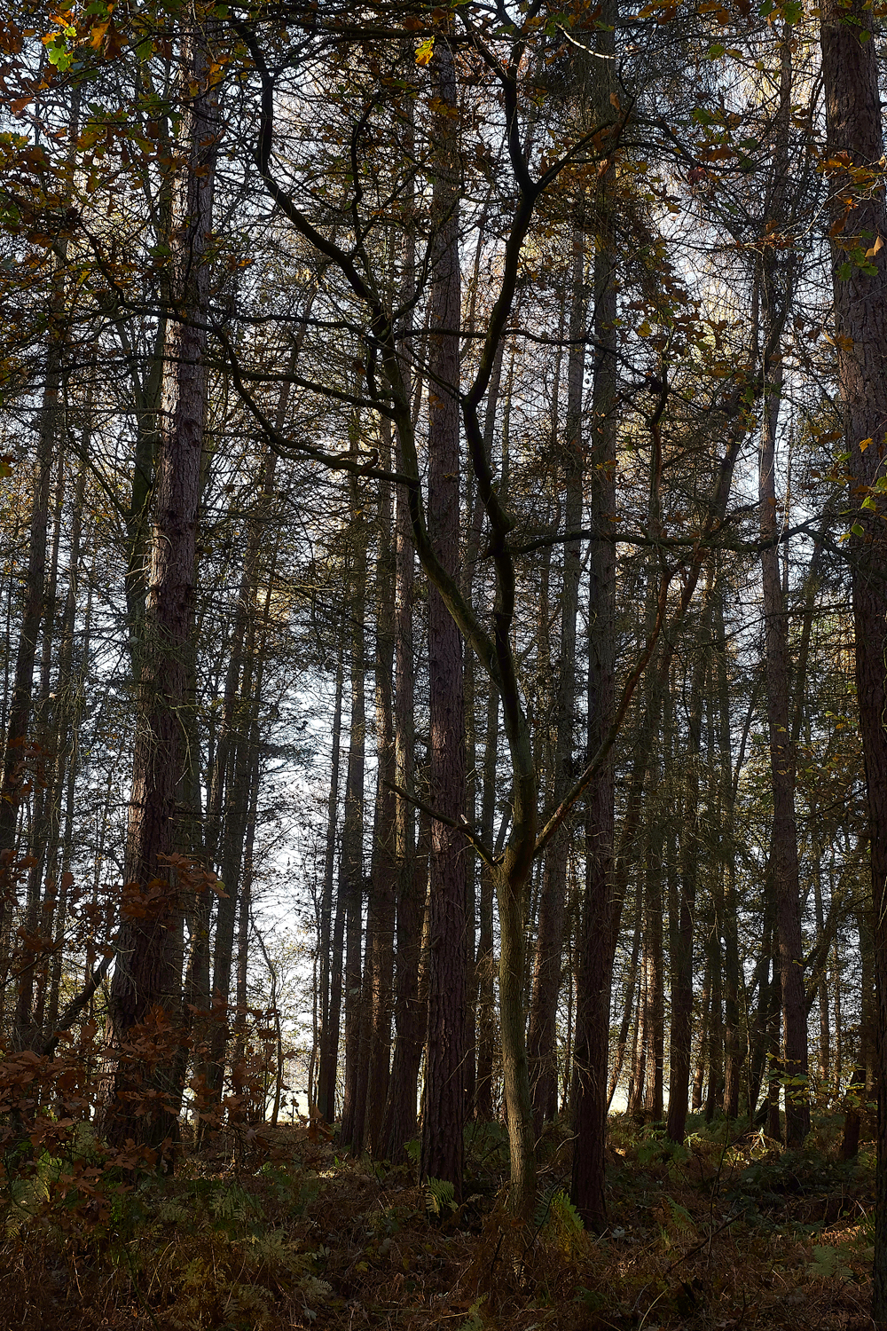 Guybon'sWood171118-2