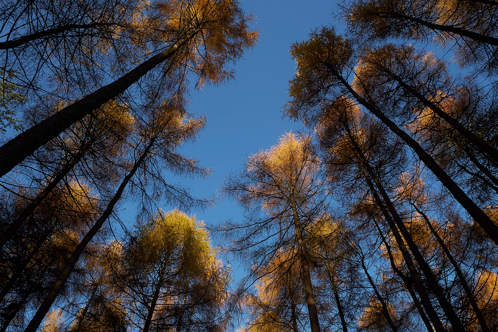 Guybon'sWood171118-3