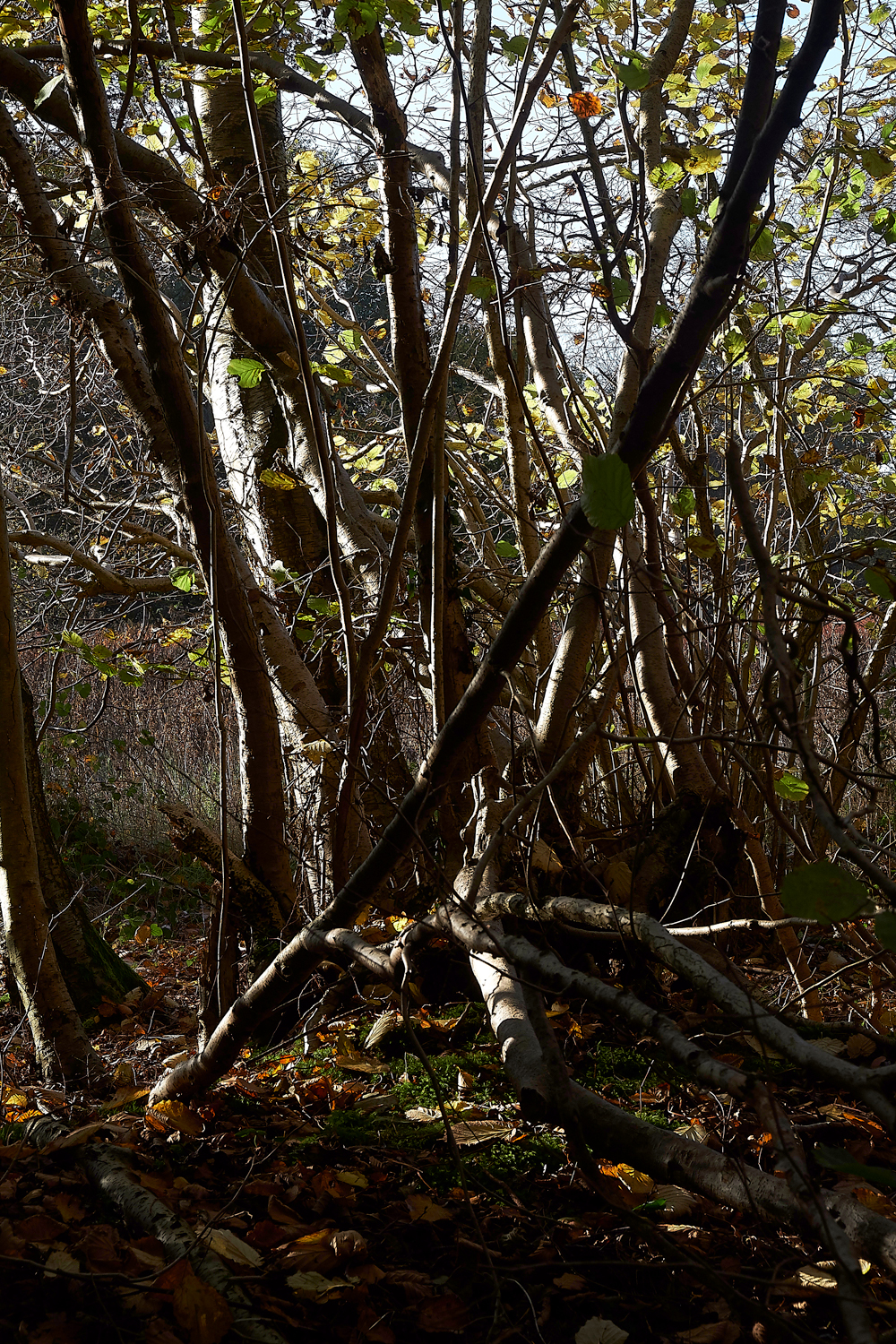 Guybon'sWood171118-4